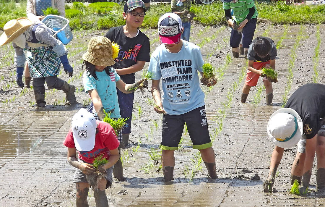広い田んぼをみんなで田植えします